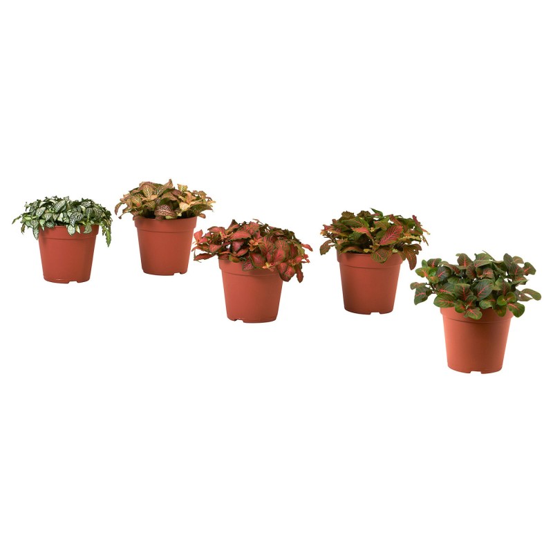 HYPOESTES (Гипостатическое/различное) Горшечное растение, 12 см