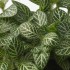 HYPOESTES (Гипостатическое/различное) Горшечное растение, 12 см