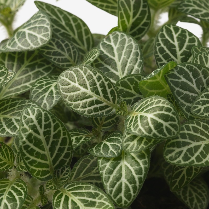 HYPOESTES (Гипостатическое/различное) Горшечное растение, 12 см