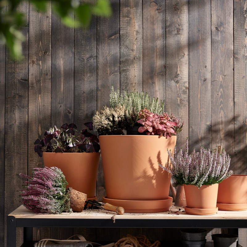 HYPOESTES (Гипостатическое/различное) Горшечное растение, 12 см