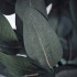SMYCKA Искусственная центральная часть, эвкалипт для интерьера/сада/серо-зеленый, 45 см