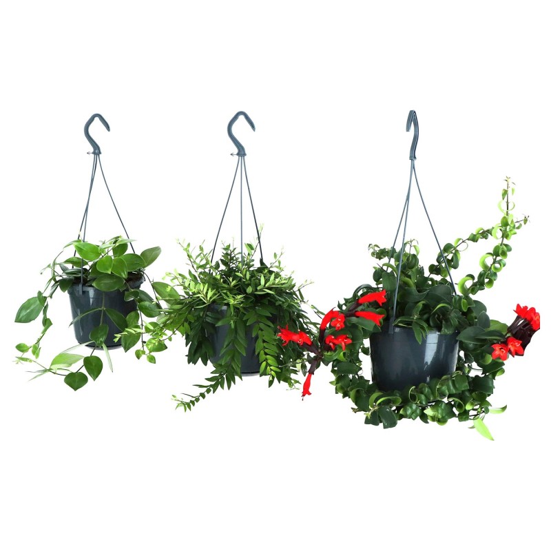 Эсхинантус (Aeschynanthus) — горшечное растение, 15 см.