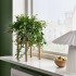 Эсхинантус (Aeschynanthus) — горшечное растение, 15 см.