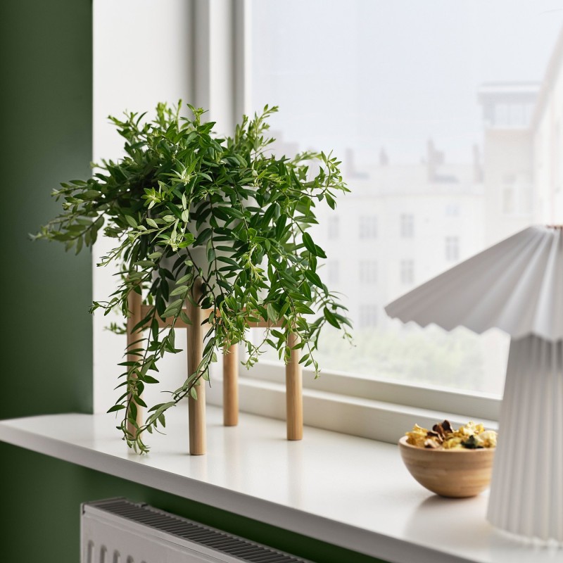Эсхинантус (Aeschynanthus) — горшечное растение, 15 см.