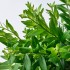 Эсхинантус (Aeschynanthus) — горшечное растение, 15 см.