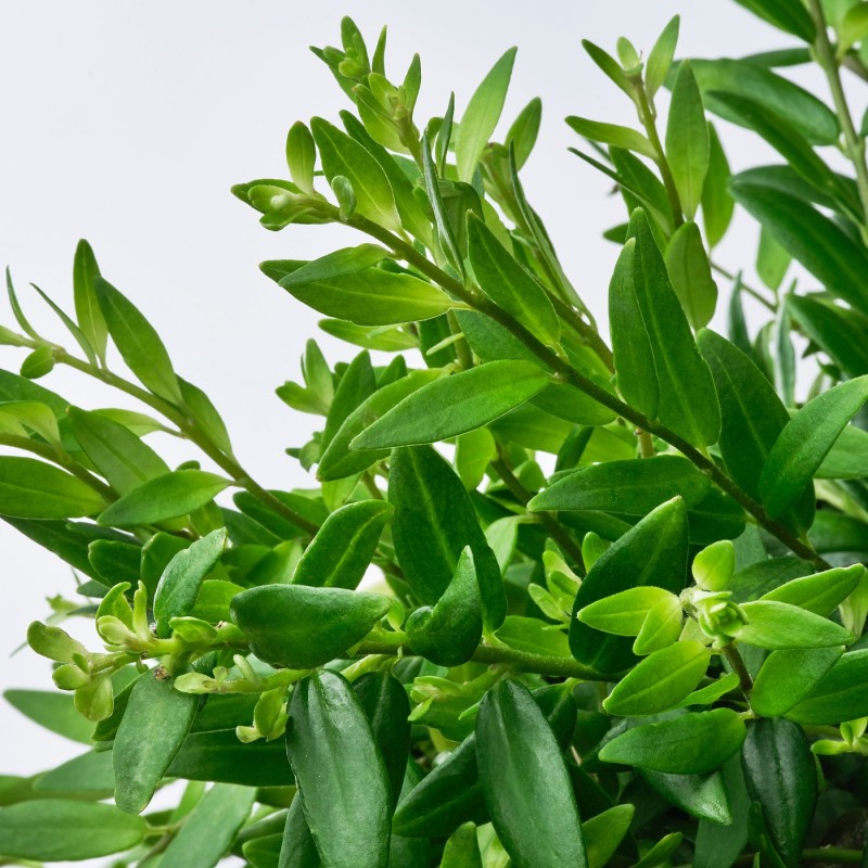 Эсхинантус (Aeschynanthus) — горшечное растение, 15 см.
