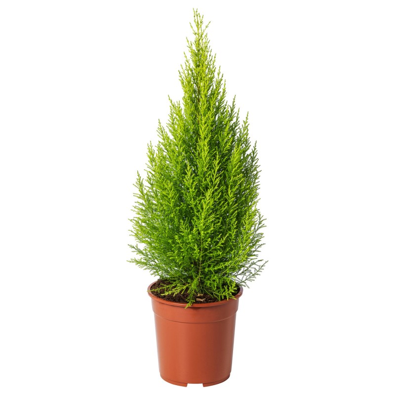 Кипарис макрокарпа (CUPRESSUS MACROCARPA), горшечное растение, 24 см.