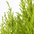 Кипарис макрокарпа (CUPRESSUS MACROCARPA), горшечное растение, 24 см.