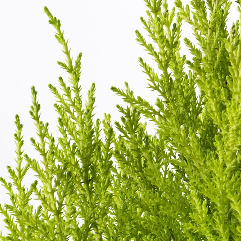 Кипарис макрокарпа (CUPRESSUS MACROCARPA), горшечное растение, 24 см.