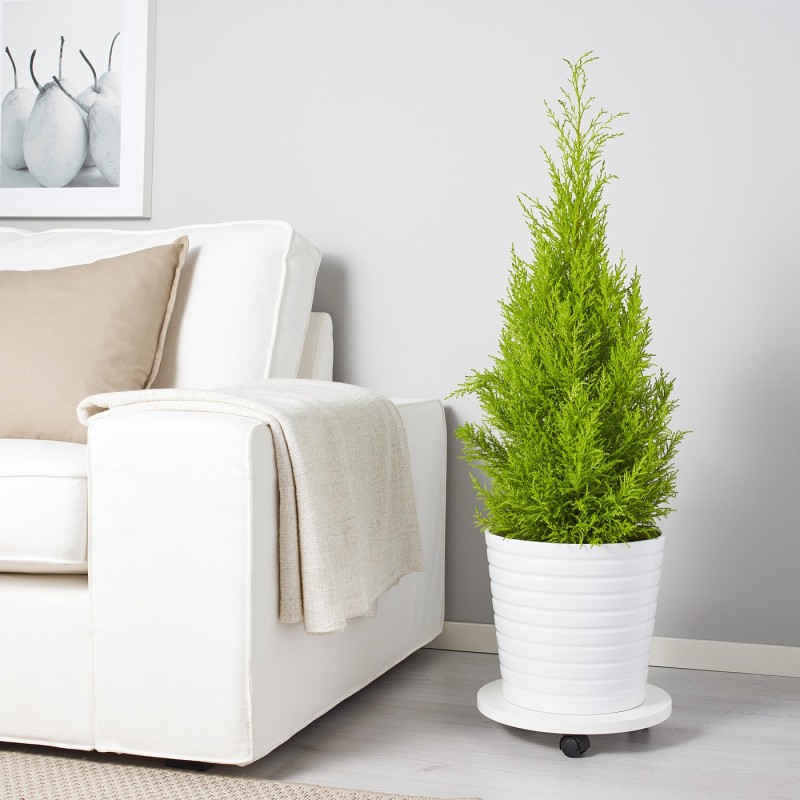 Кипарис макрокарпа (CUPRESSUS MACROCARPA), горшечное растение, 24 см.